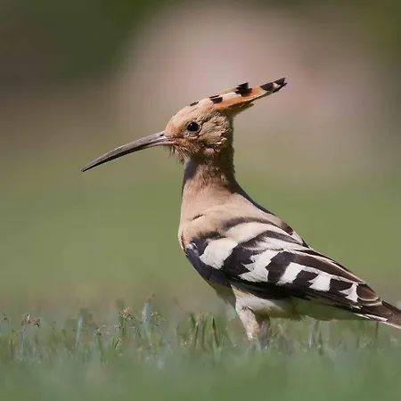 Quinta Dos Poetas Nature & Pechao